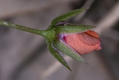 Scarlet Pimpernel May 2026